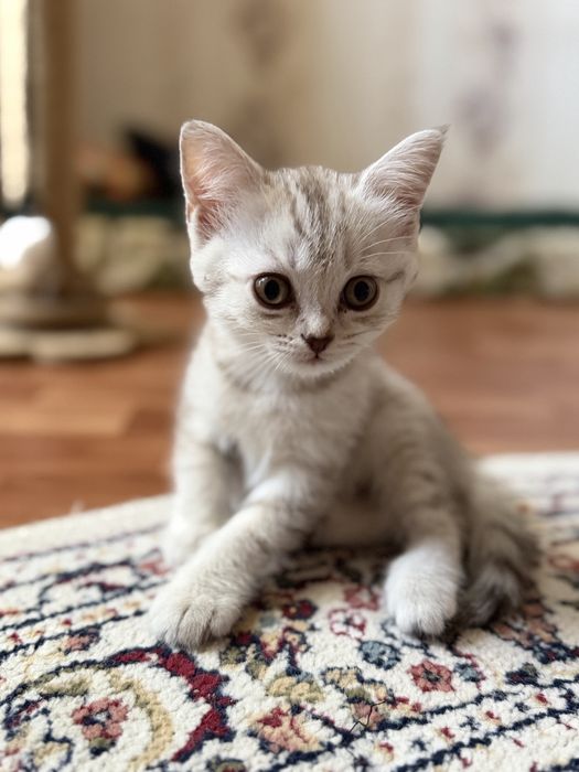 Скоттиш страйт Котенок девочка 1,5мес