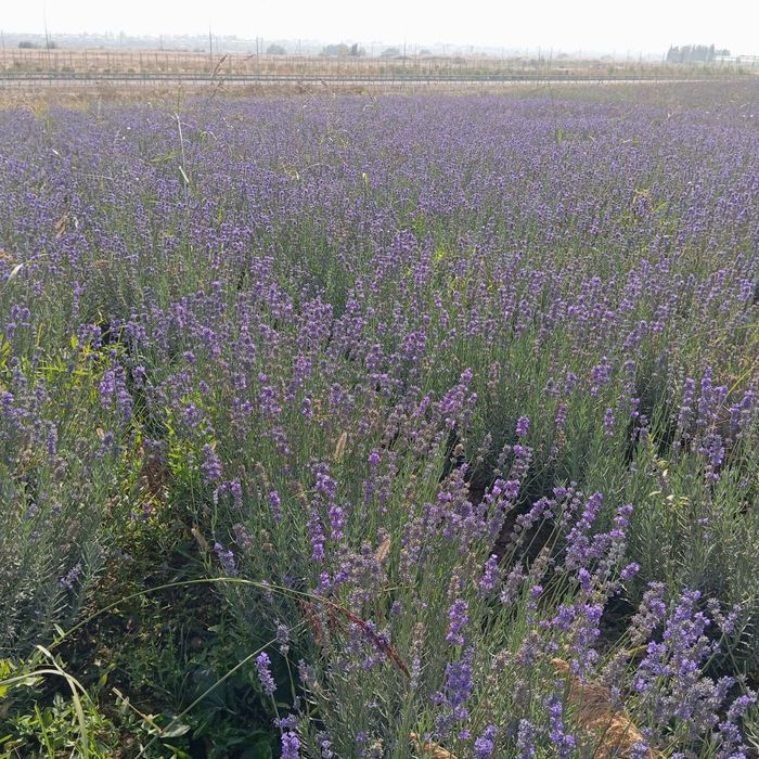 Lavanda  Frasuskiy Italiya Rossiya