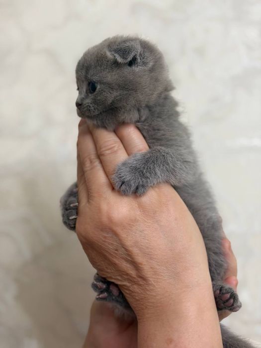 Мушук боласи,котенок