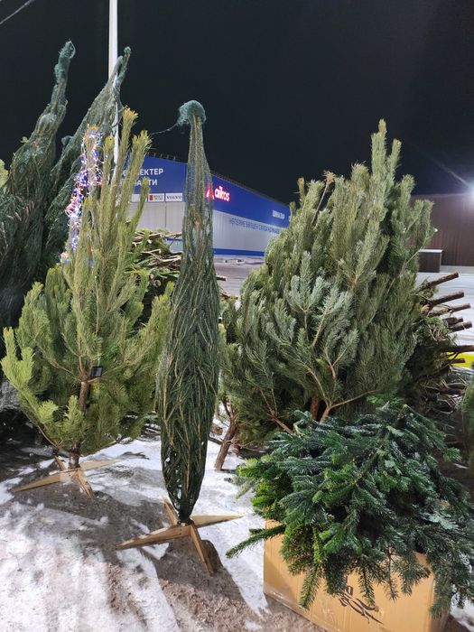 Ели, Ёлки, сосны, нобелес