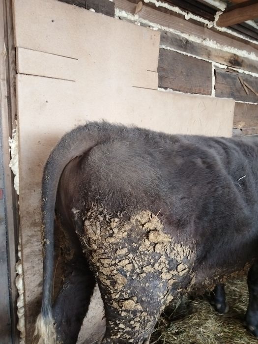 Продам быка на мясо