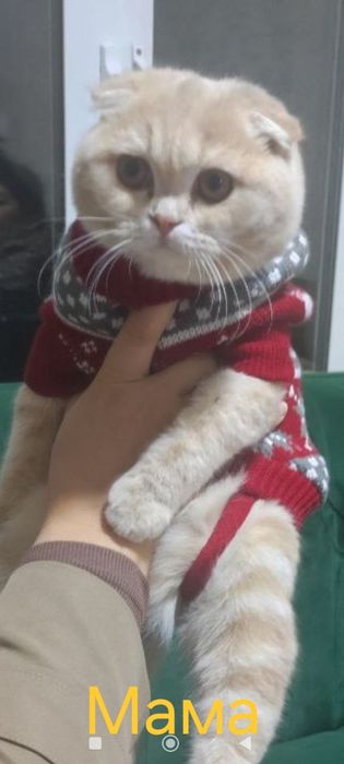Золотая шотландская вислоухая девочка!