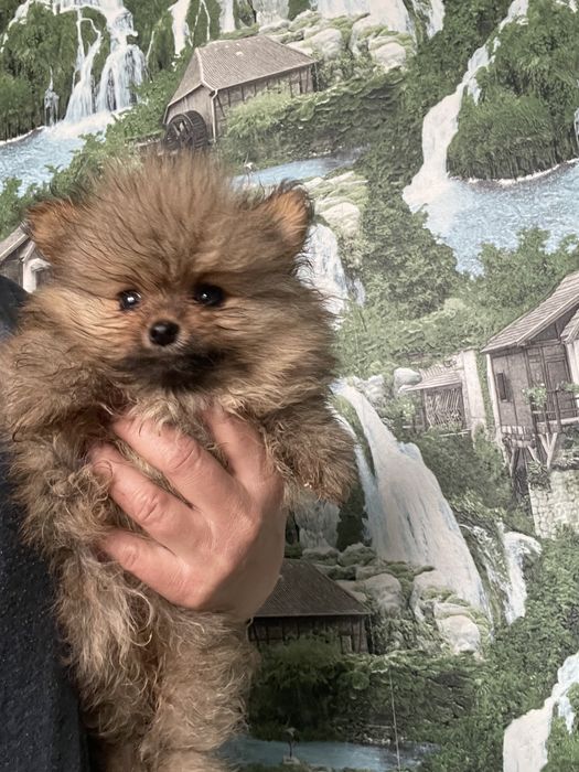 Щенки померанского шпица