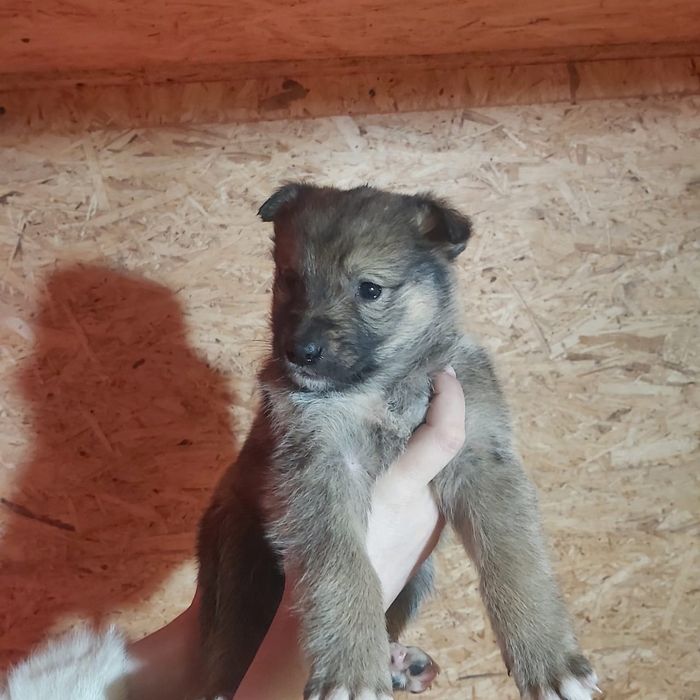 Отдам щенка в добрые руки