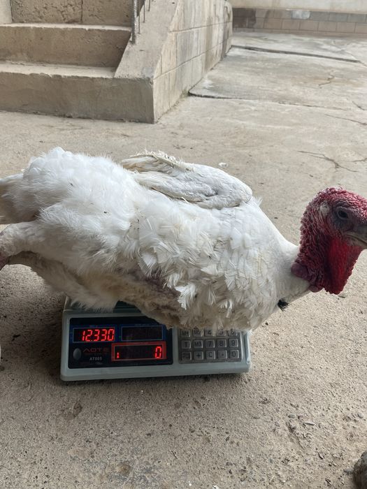 Big 6 jo’jalari sotiladi