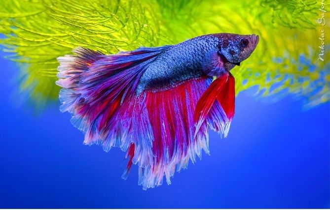 Продается аквариумная рыбка петушок.