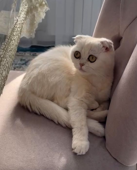 Шотландская кошечка вислоухая