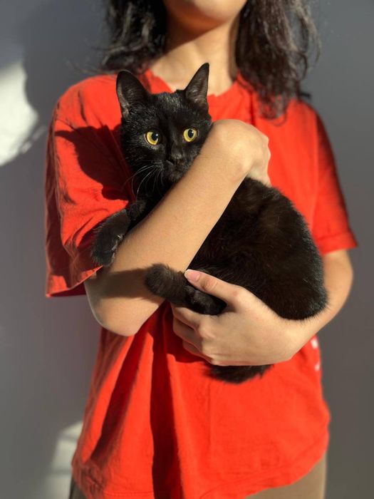 Отдам котика в добрые руки