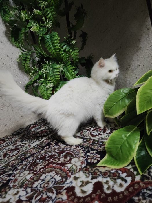 Zotdor mushuk bolalari 2oylik. Soğlom. Ipak tolali, Harakatchan,quvnoq