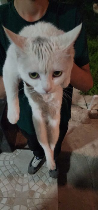 Мушук боласи сотилади.