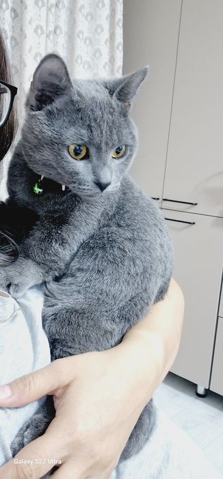 Манчкин мальчик Грей