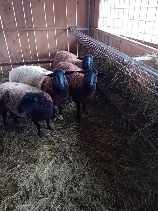 Vând oi jura gestante