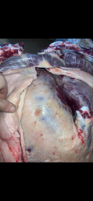 9бас донен 4бас байтал