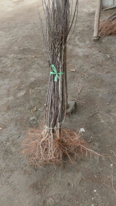 Мевали ва манзарали дарахт кучатлари