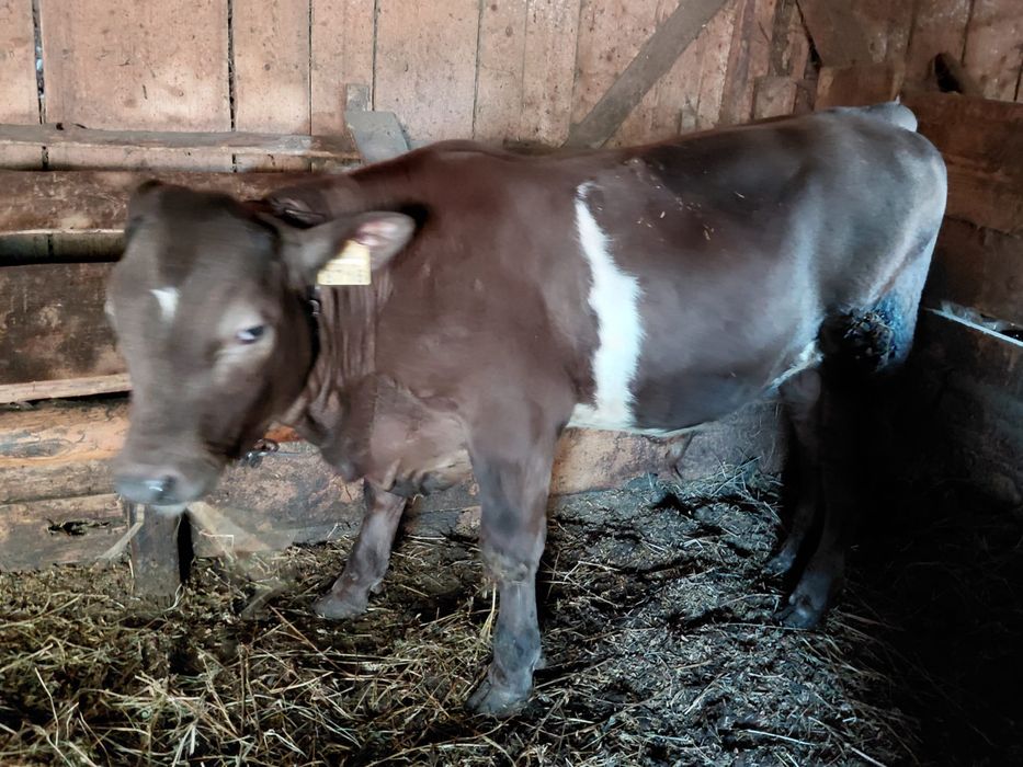 Vand vitel angus ,4 luni,pret 5500