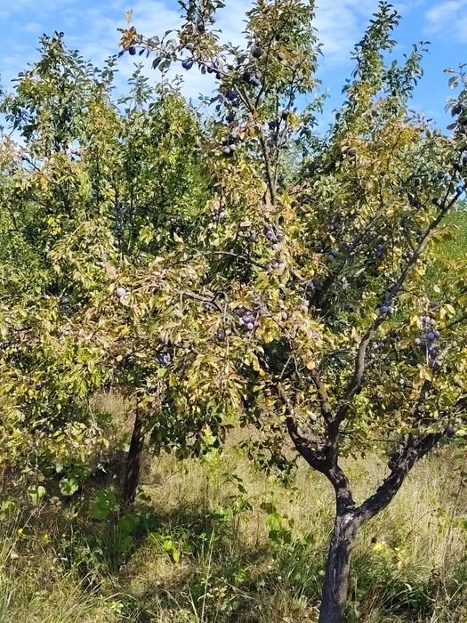 Prune Tuleu neculese