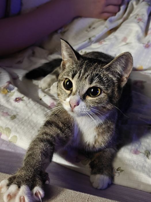 Кошечка ищет дом