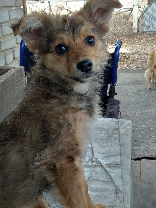 Отдам в заботливые руки щенков