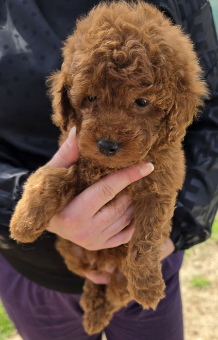 Той пудел Toy Poodle