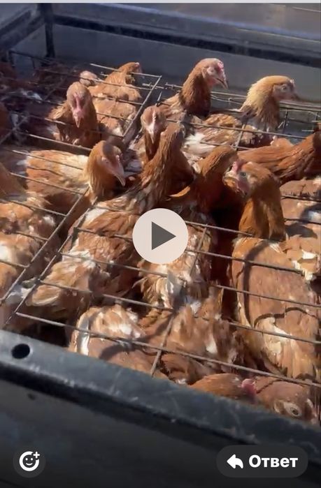 Курочки молодки Ломан браун