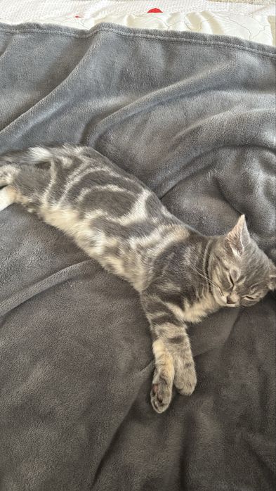 Скоттиш страйт табби окрас