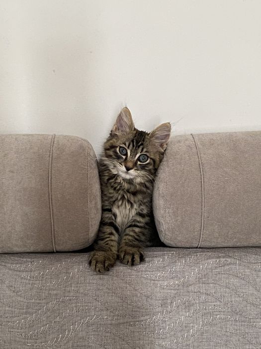 Котенок мальчик бесплатно