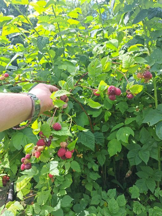 Продается дача. Общество Геолог.