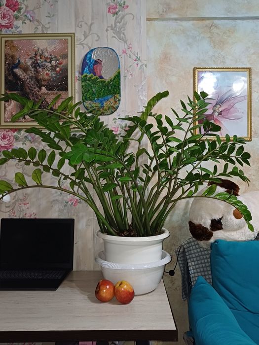 Замиокулькас долларовое дерево