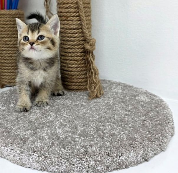 кошечКиШотЛандСкие