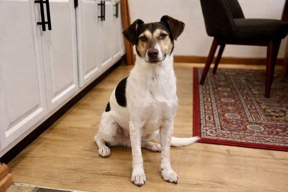 Собака Боня — спасённая девочка с добрым сердцем