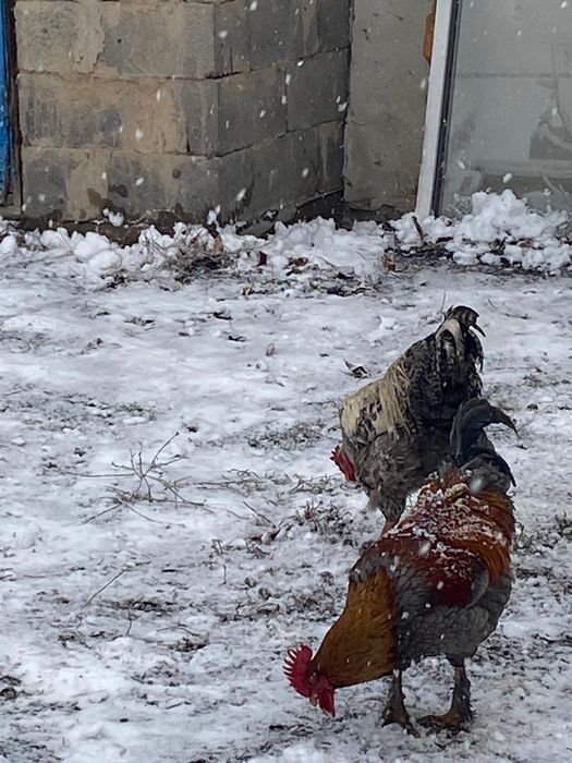 Петух на продажу