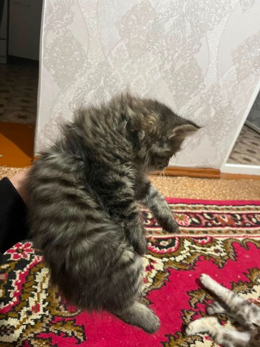 Британские котята