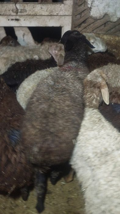 Кой  Бараны  кои  баран  Алматы