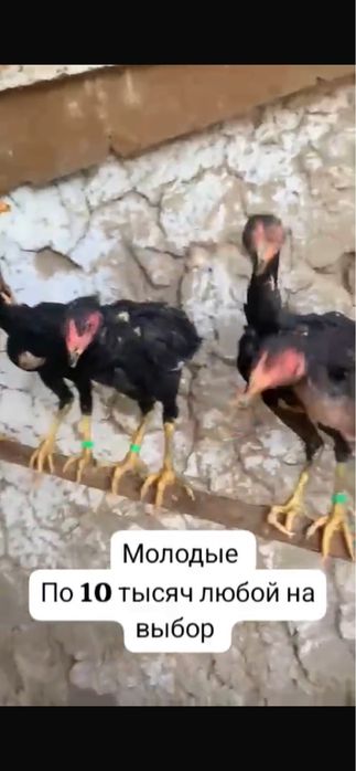 Продам  молодых бойцовых
