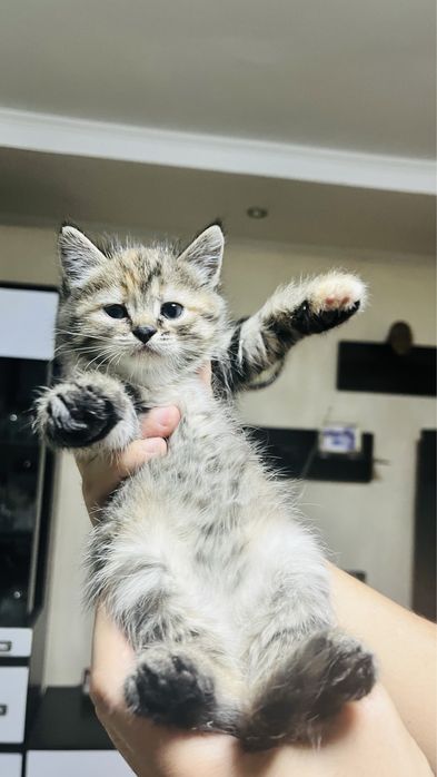 Продаем котят не дорого