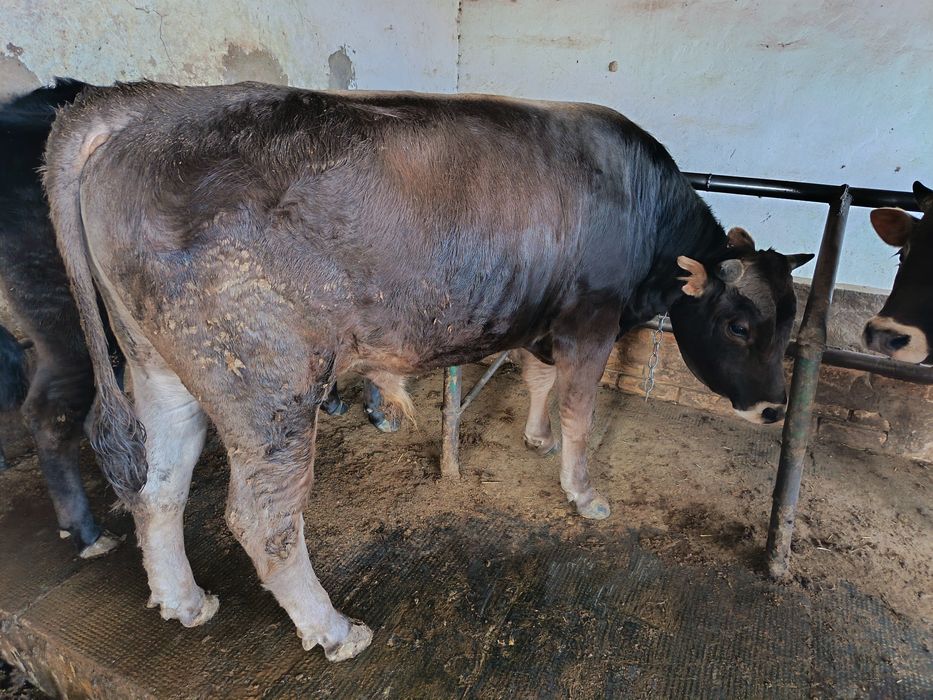 Продам упитанных Быков!