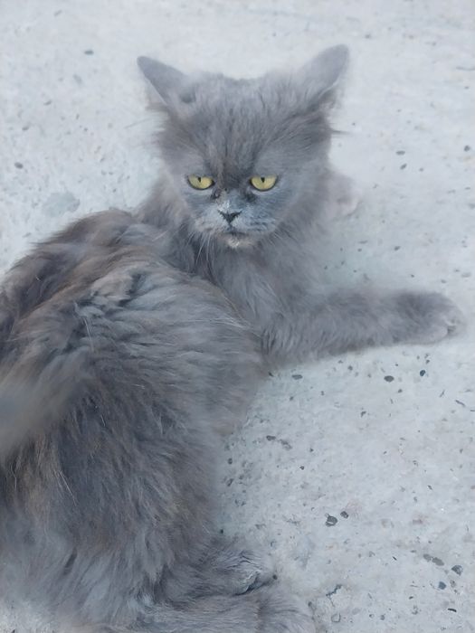 Породистые котята 3 месячный малчик