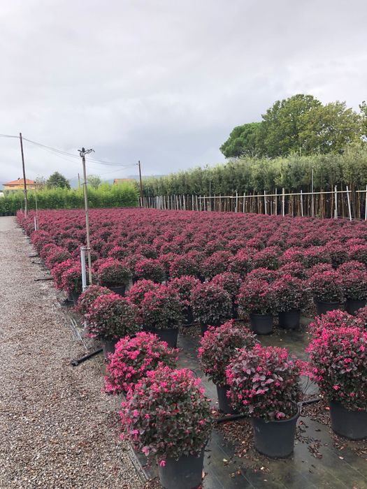 Buxus. Lorupetalum. Eunimus.