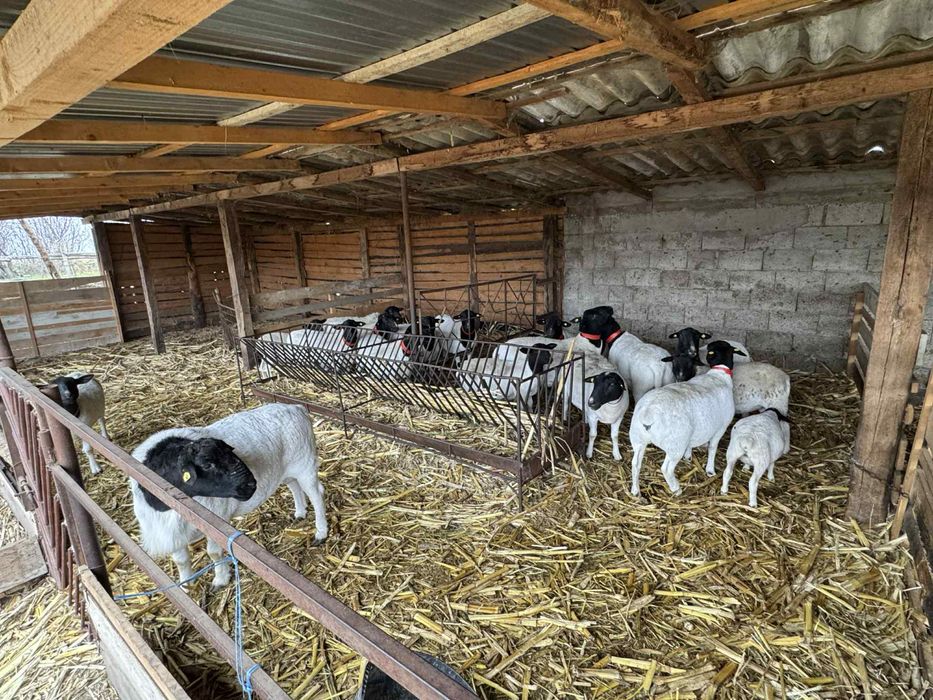 Vand oi dorper rasa pură