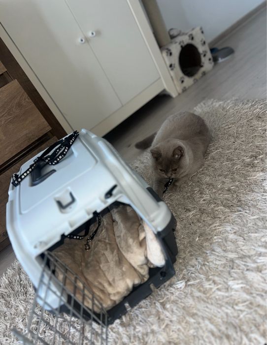 Pisica British ShortHair