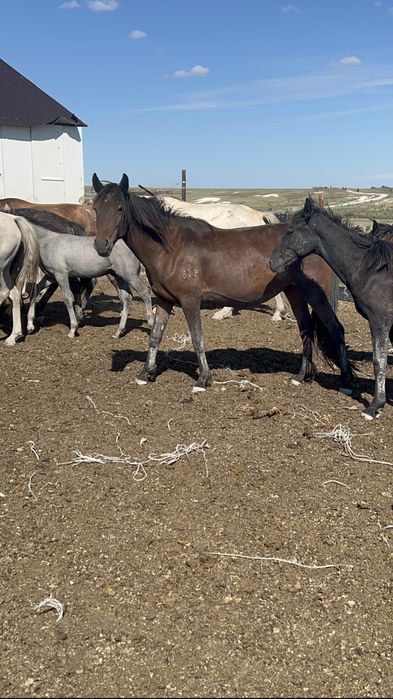 Үлкен бие үрғашы кұлынымен