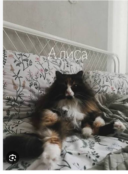 Передержка кошек