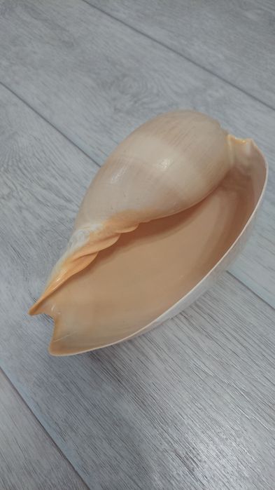 Продам морскую ракушку.