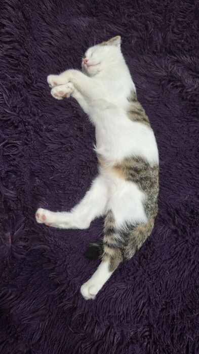 Отдам бесплатно котёнка