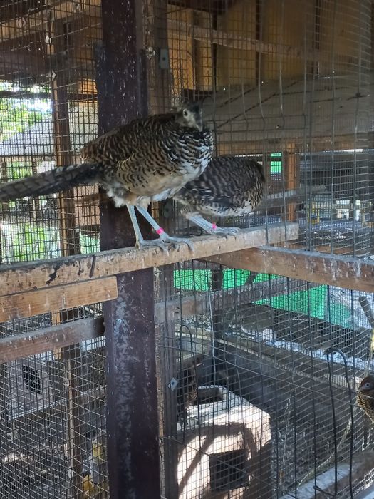 Фазан алмазный...