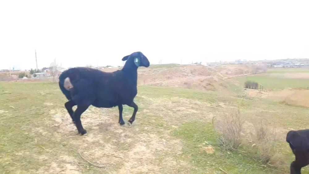 Oyqor jaydari qo'zi qo'chqorlari