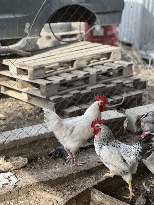 Продам петуха домашнего