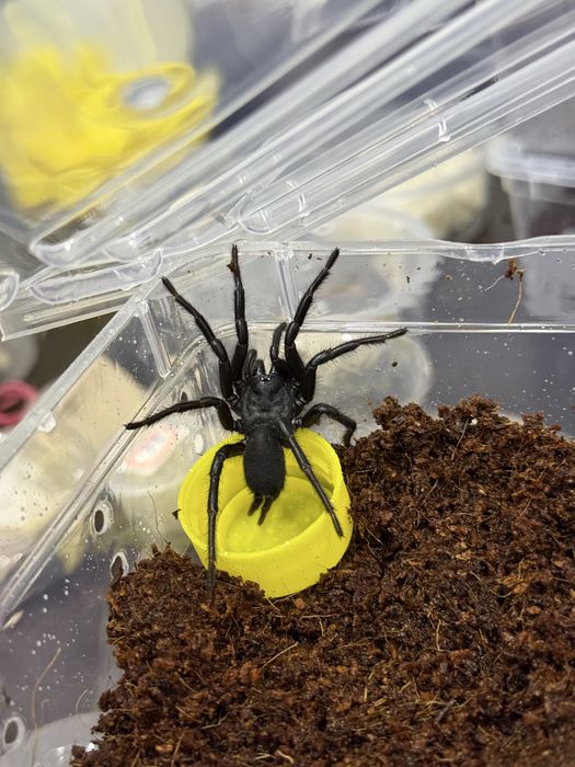 Воронковый паук ПАРА Macrothele raveni