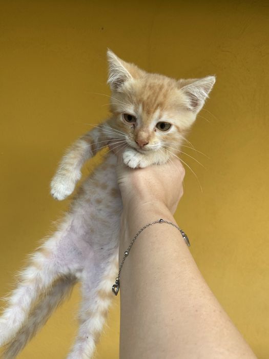 Adoptie pui de pisica