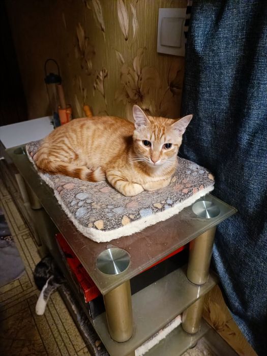 Котик  ласковый 6 месяцев.